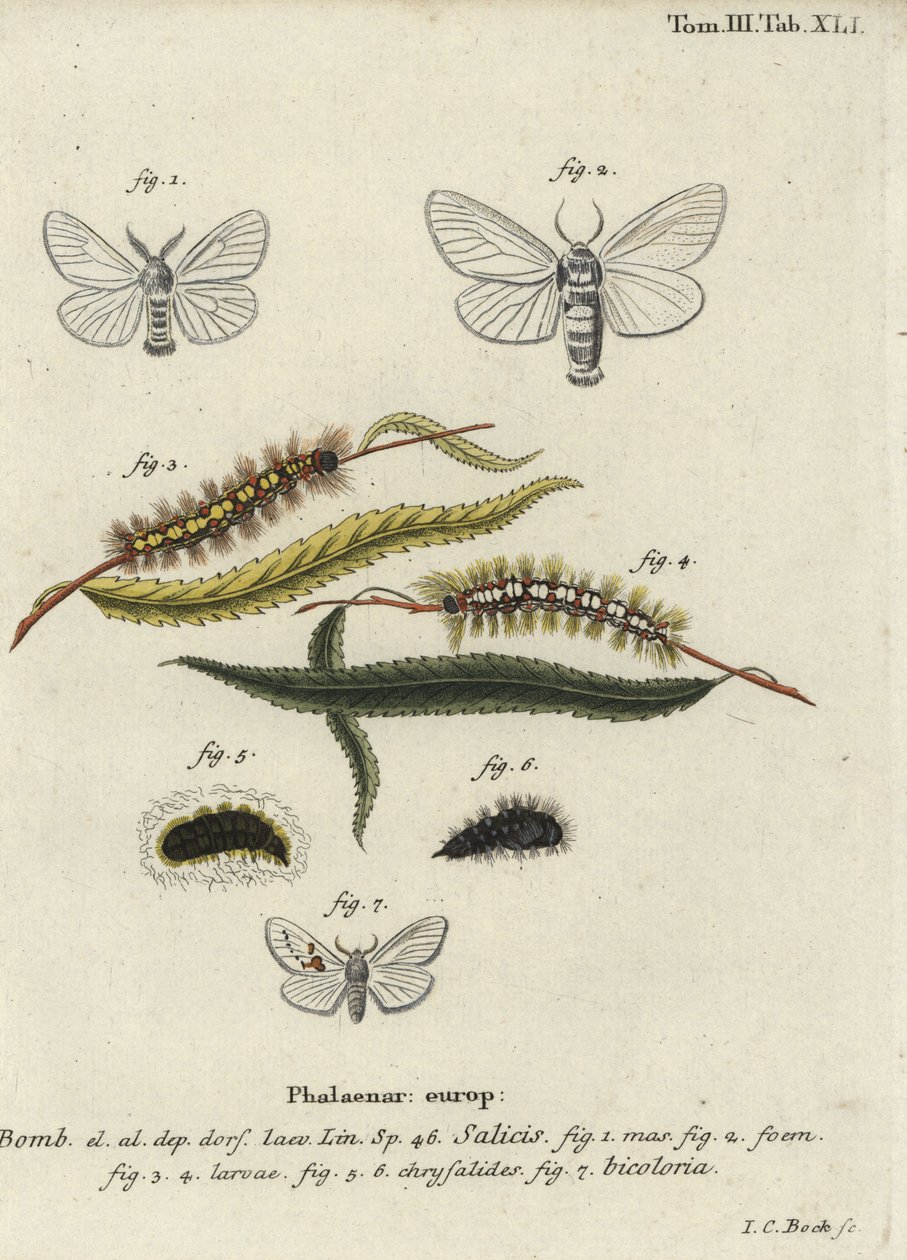 Witte satijn en witte prominente motten door Johann Carl Bock