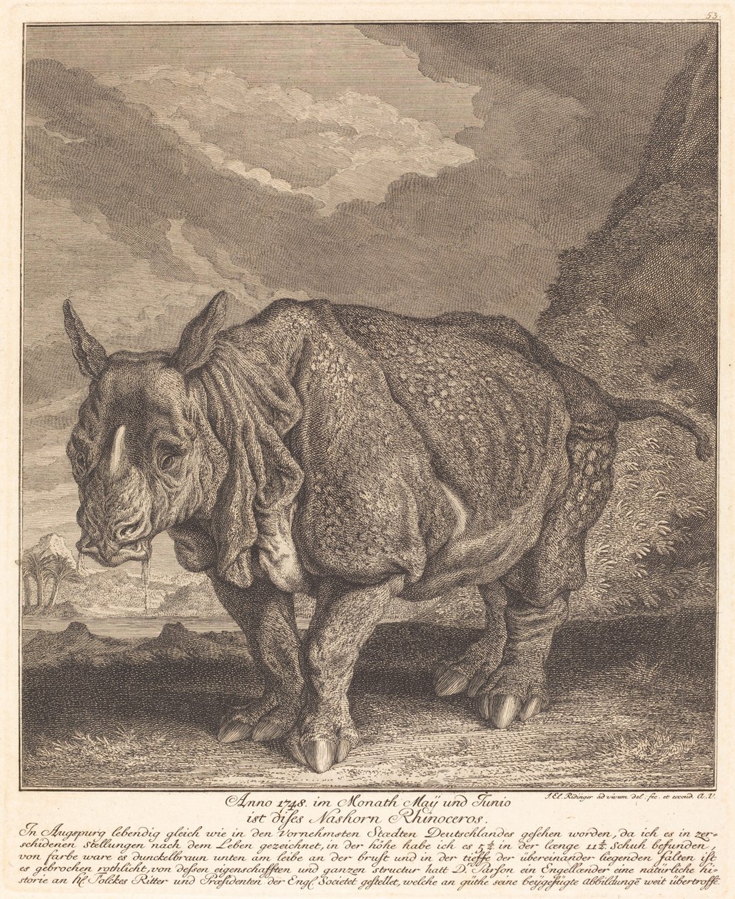 Neushoorn door Johann Elias Ridinger