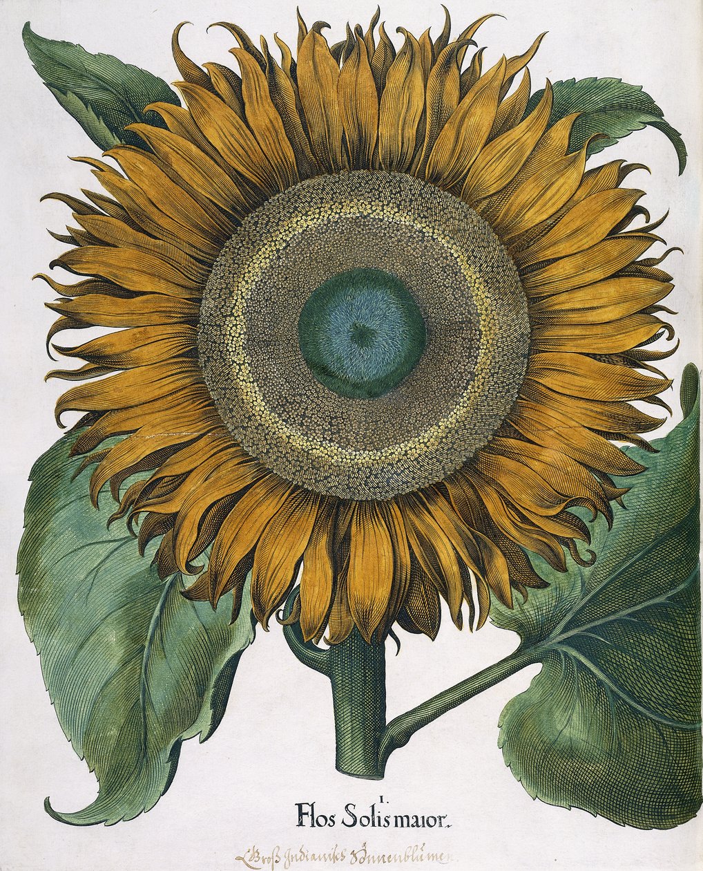 Flos Solis Maior, 1613 door Johann Ernst Rentsch