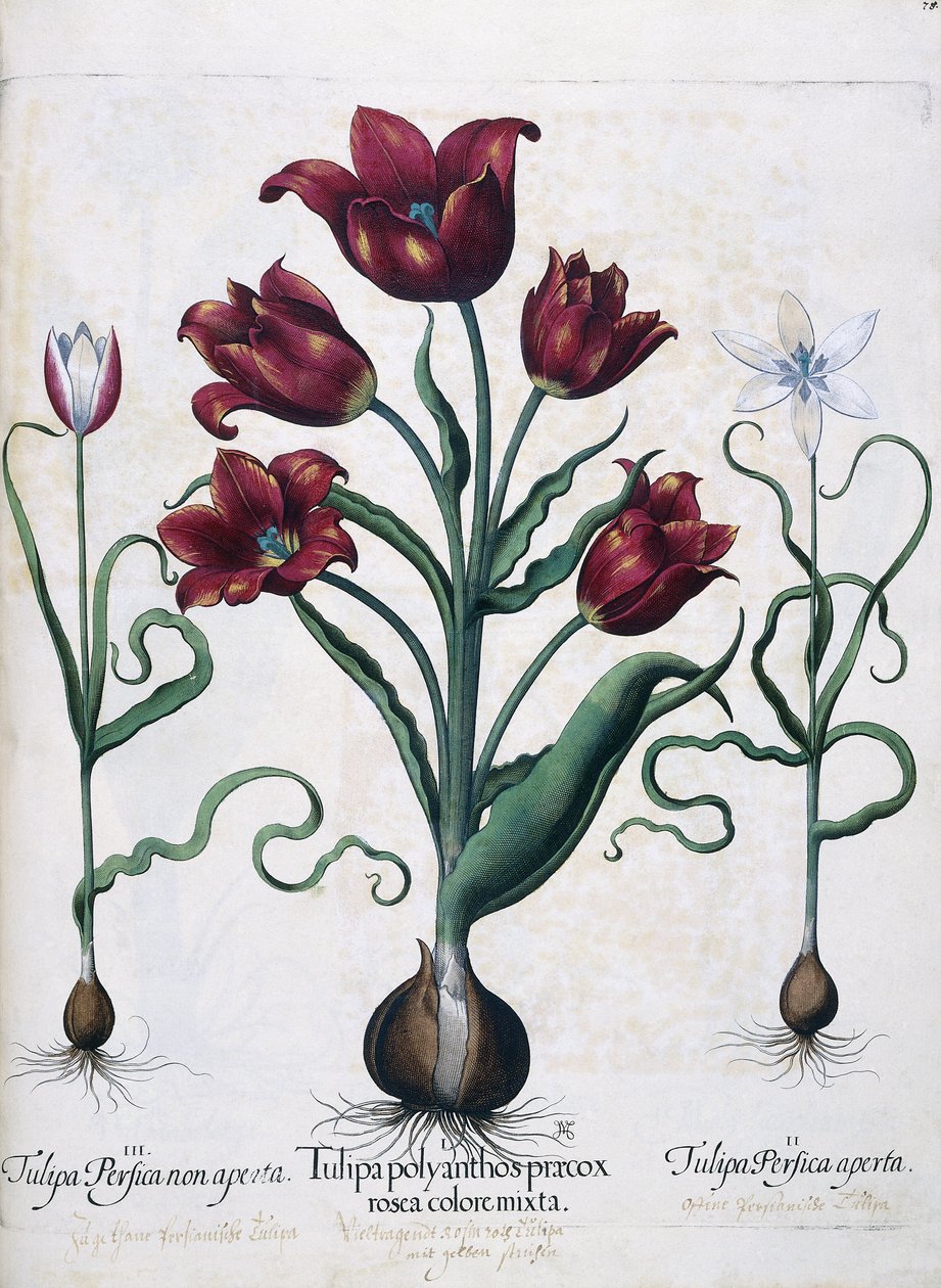 Tulpen, 1613 door Johann Friedrich Meyer