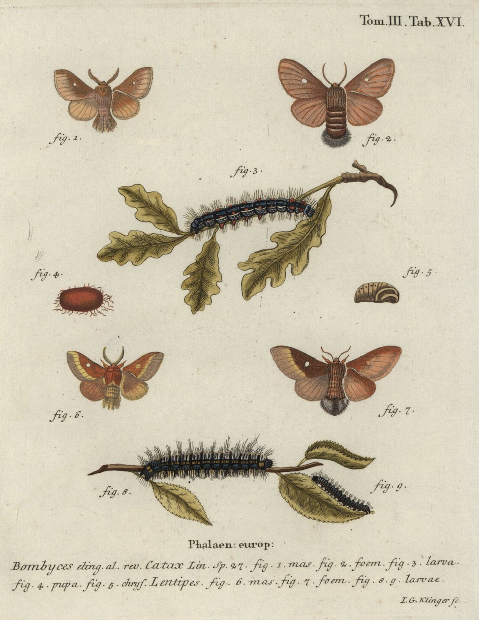 Oostelijke eikenbladroller, Eriogaster catax. door Johann Georg Klinger