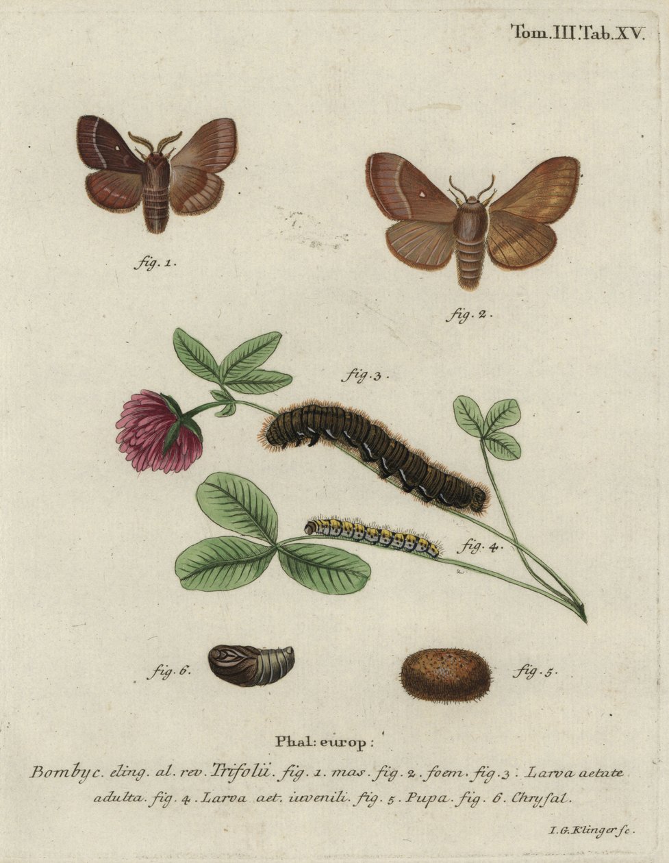 Grasbladroller, Lasiocampa trifolii. door Johann Georg Klinger
