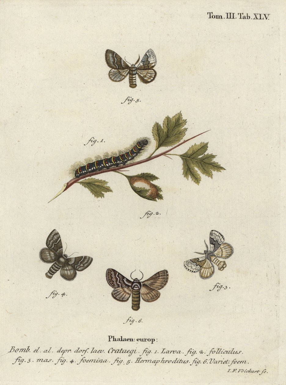 Bleke eikenbladroller, Trichiura crataegi. door Johann Georg Klinger