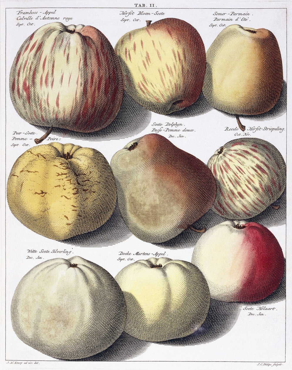 Verschillende appels, 1758 door Johann Hermann Knoop