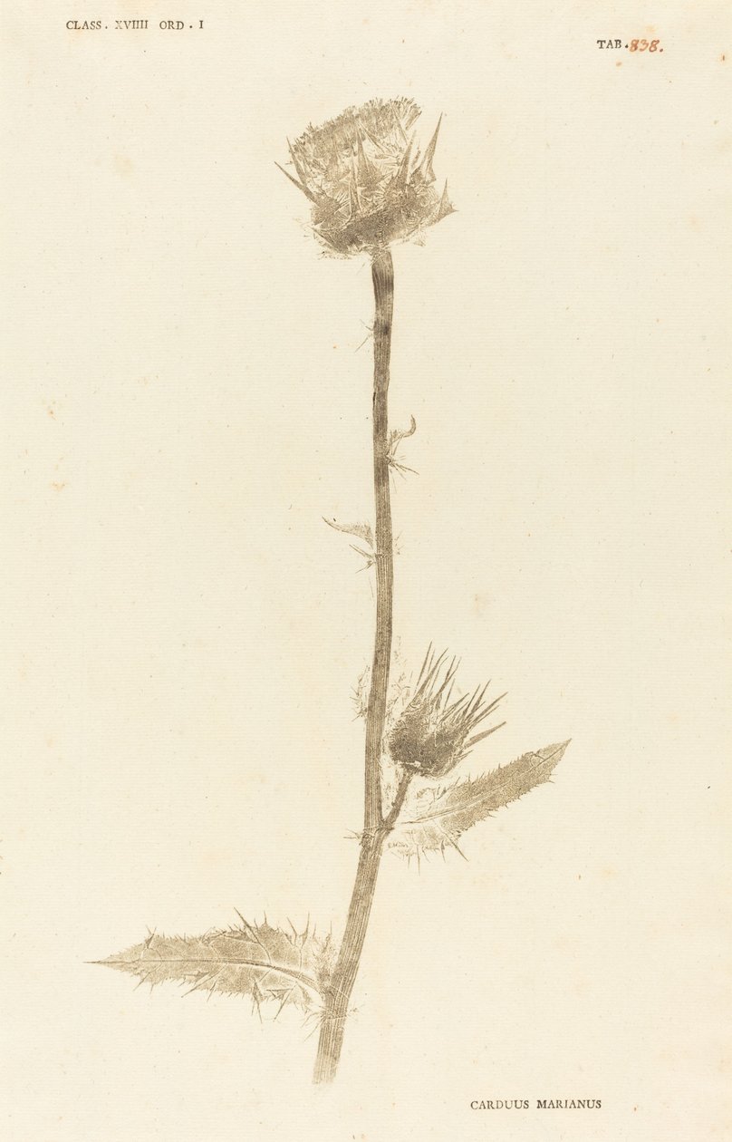 Carduus Maarianus door Johann Hieronymus Kniphof