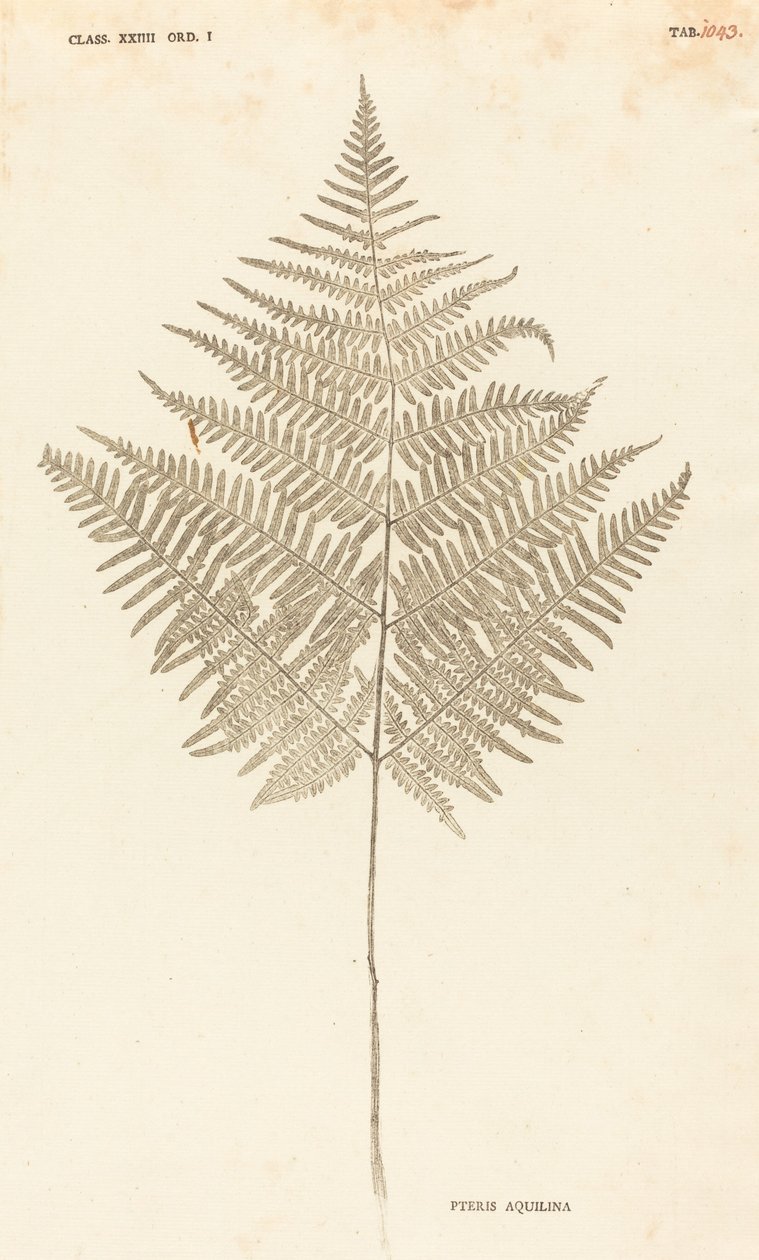 Pteris Aquilina door Johann Hieronymus Kniphof