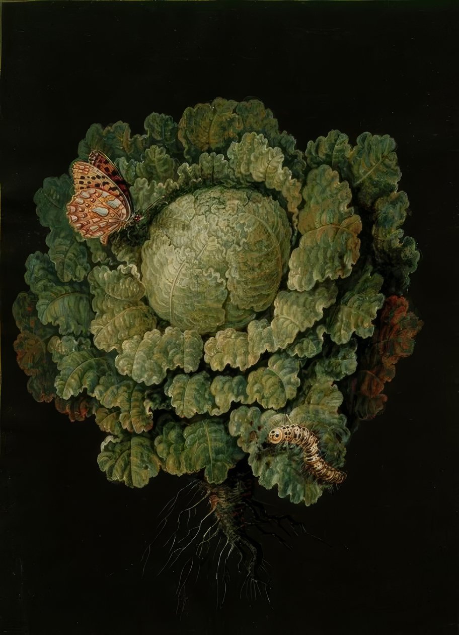 Wirsing / Koolkop, Vlinder / J. en B. Dietzsch door Johann Jacob Dietzsch