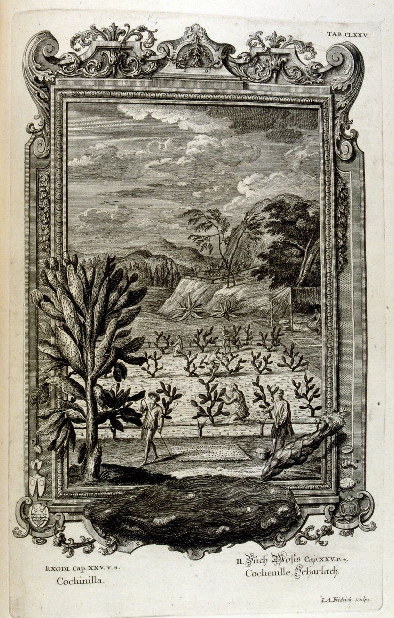 Cactussen kweken door Johann Jakob Scheuchzer