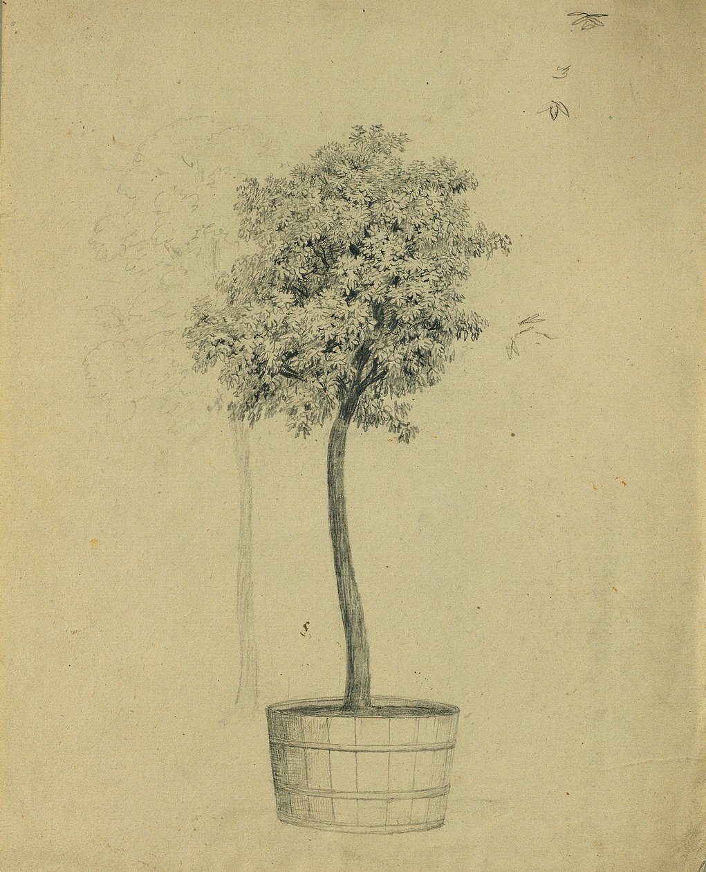 Studie van een boompje in een pot door Johann Peter Krafft