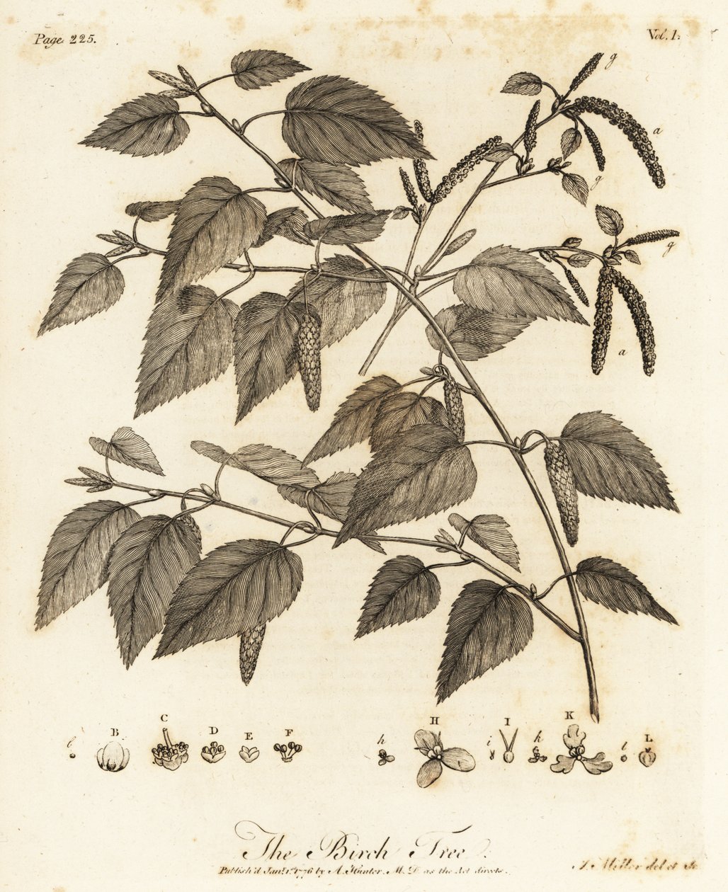 Betula pubescens door Johann Sebastien Muller
