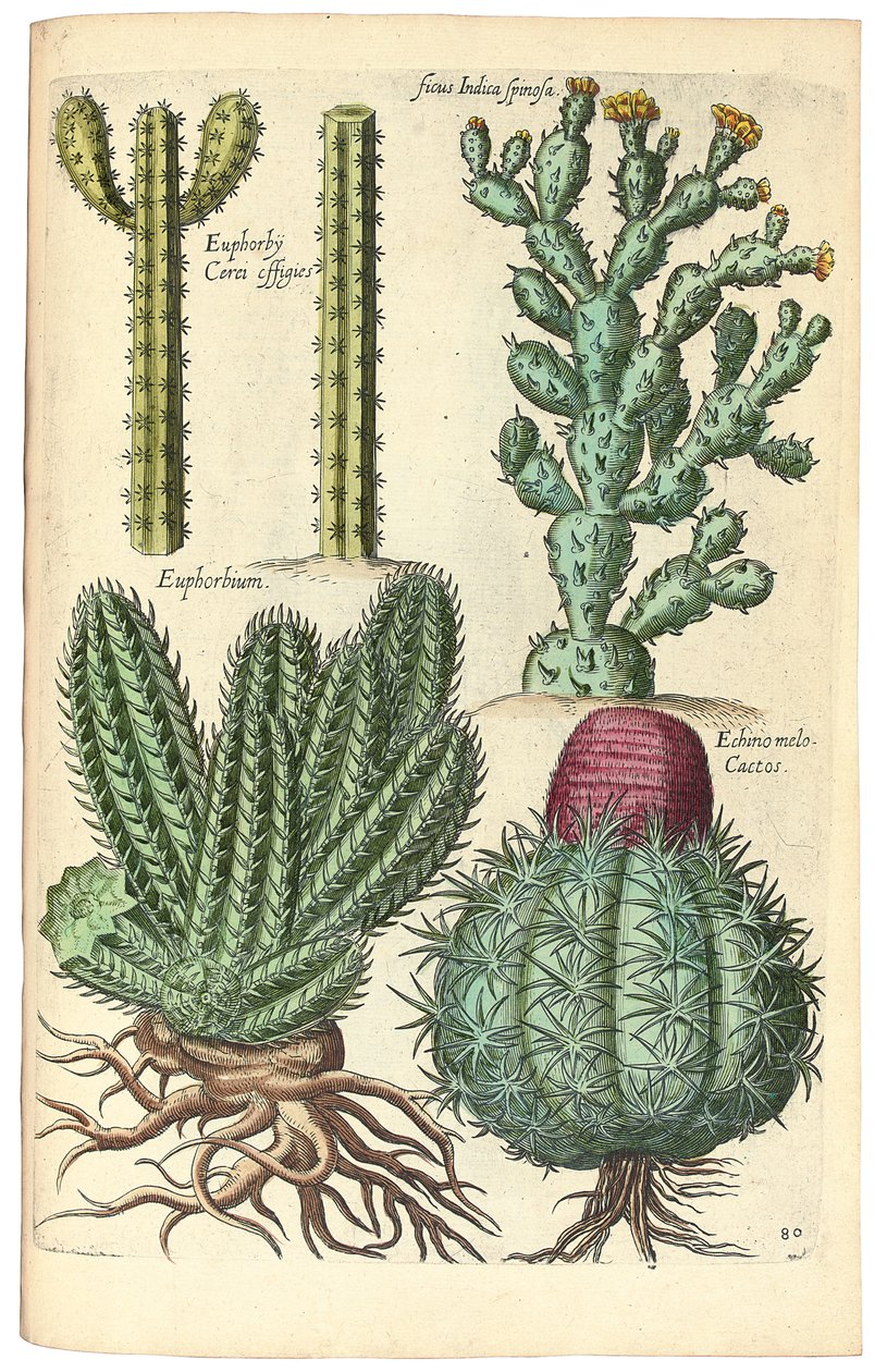Cactussen, 1641 door Johann Theodor de Bry