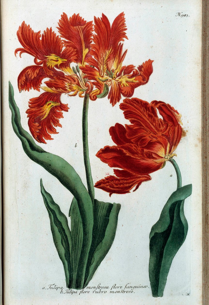 Rode tulp. Botanische plaat door Johann Wilhelm Weinmann