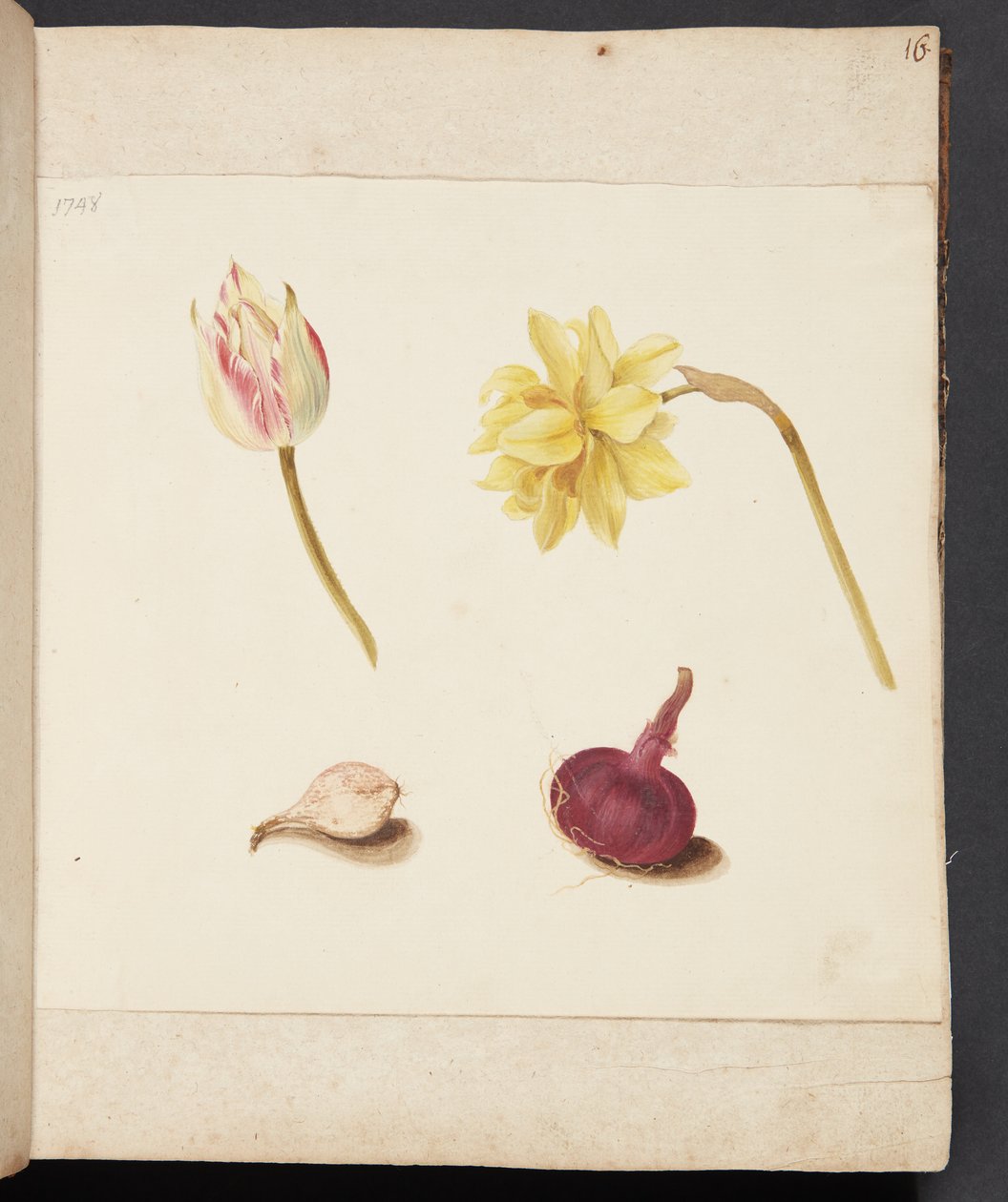 Studie van bloemen en bollen door Johanna Fosie