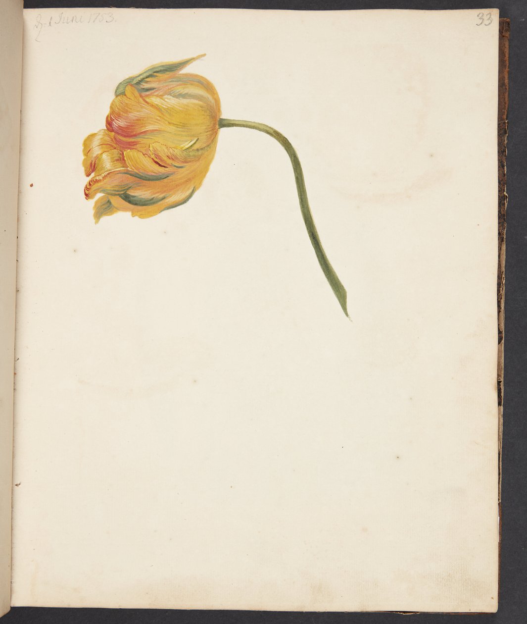 Studie van een gele tulp door Johanna Fosie