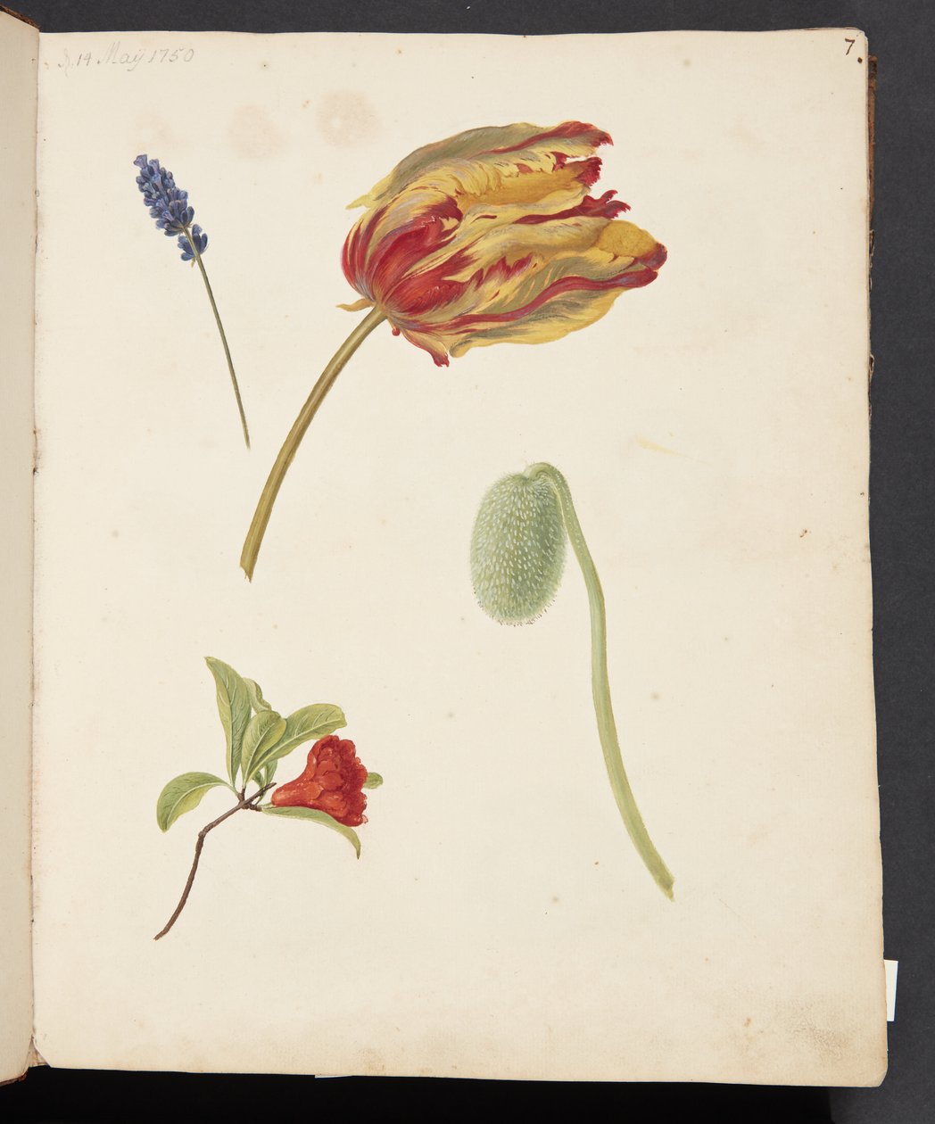 Studie van tulp en andere bloemen door Johanna Fosie