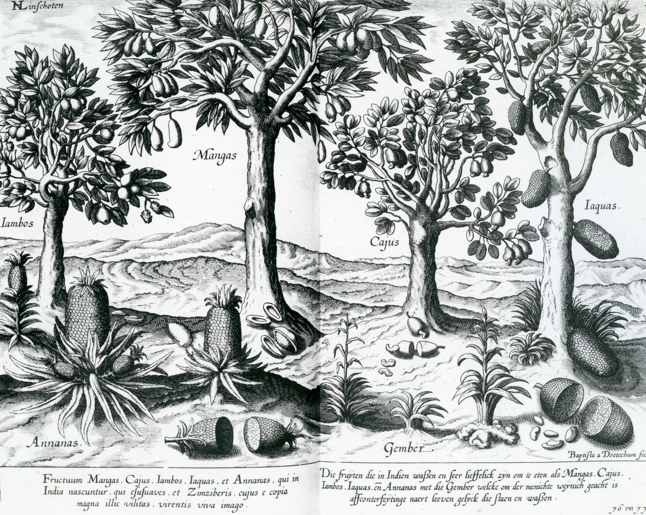 Tropische fruitbomen door Johannes Baptista van Doetechum the Younger