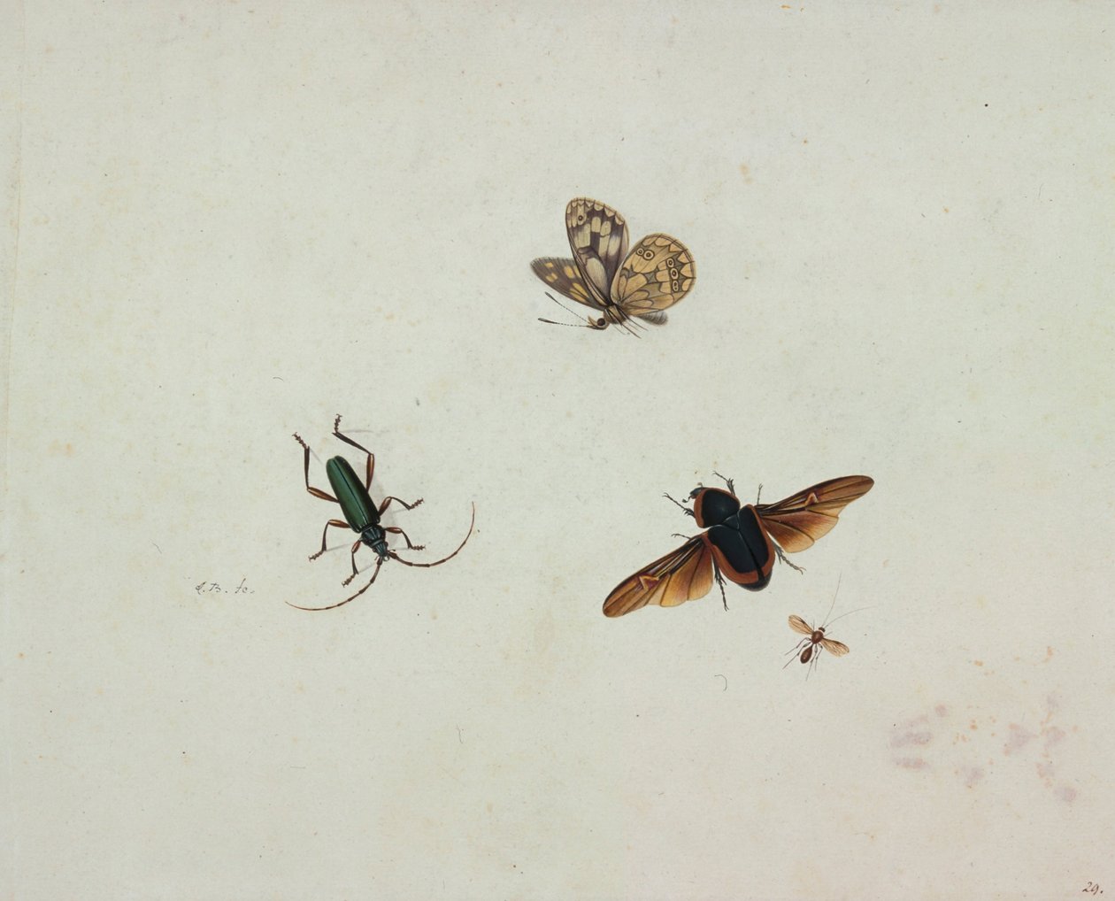 Vier insecten door Johannes Bronkhorst