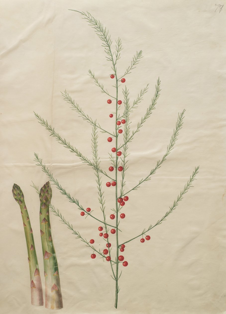 Asparagus officinalis door Johannes Simon Holtzbecher