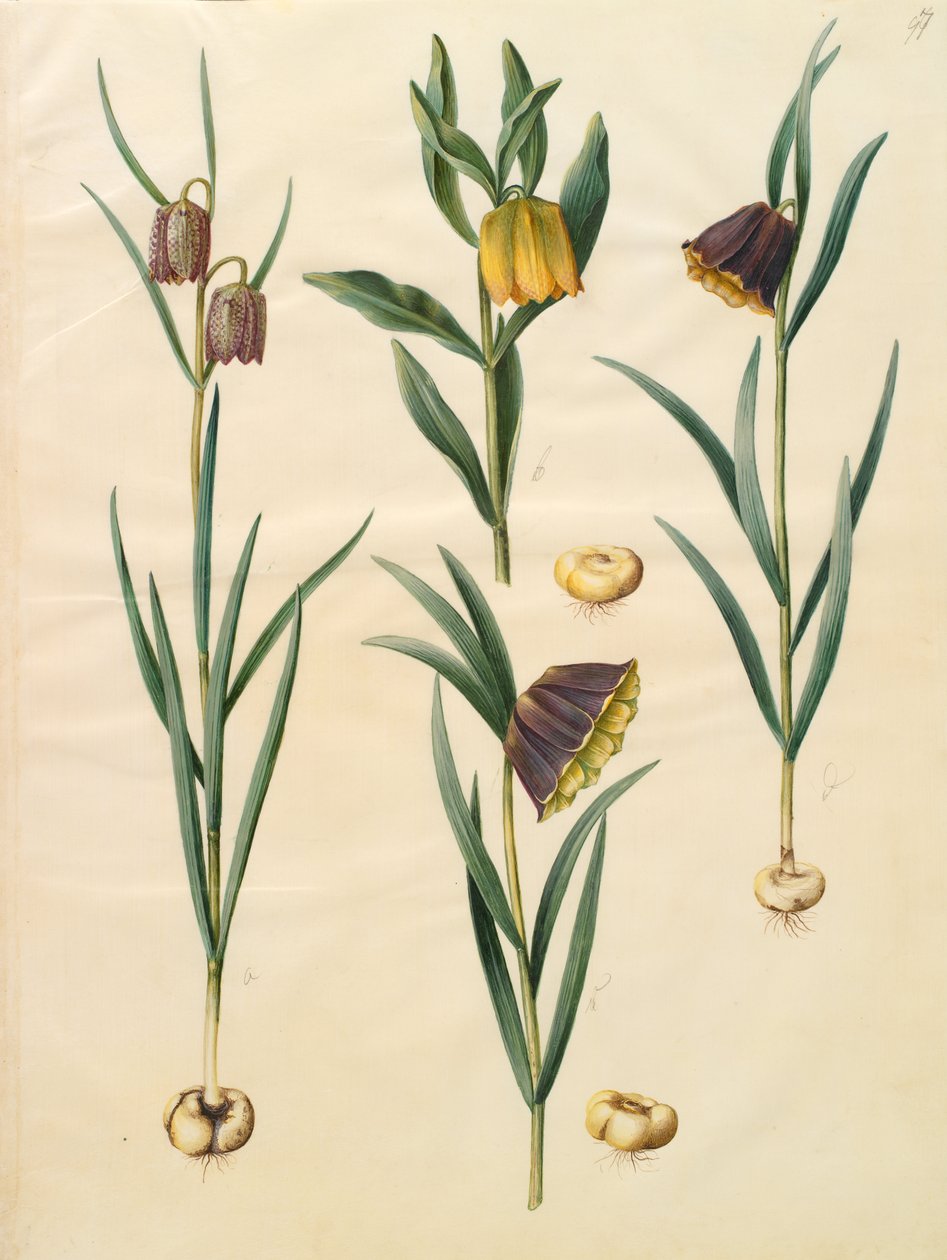 Fritillaria meleagris door Johannes Simon Holtzbecher