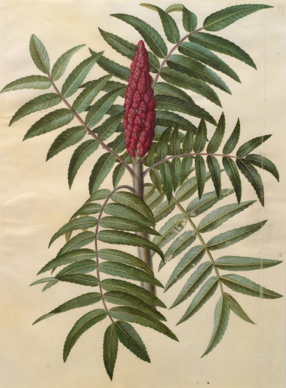 Rhus typhina door Johannes Simon Holtzbecher