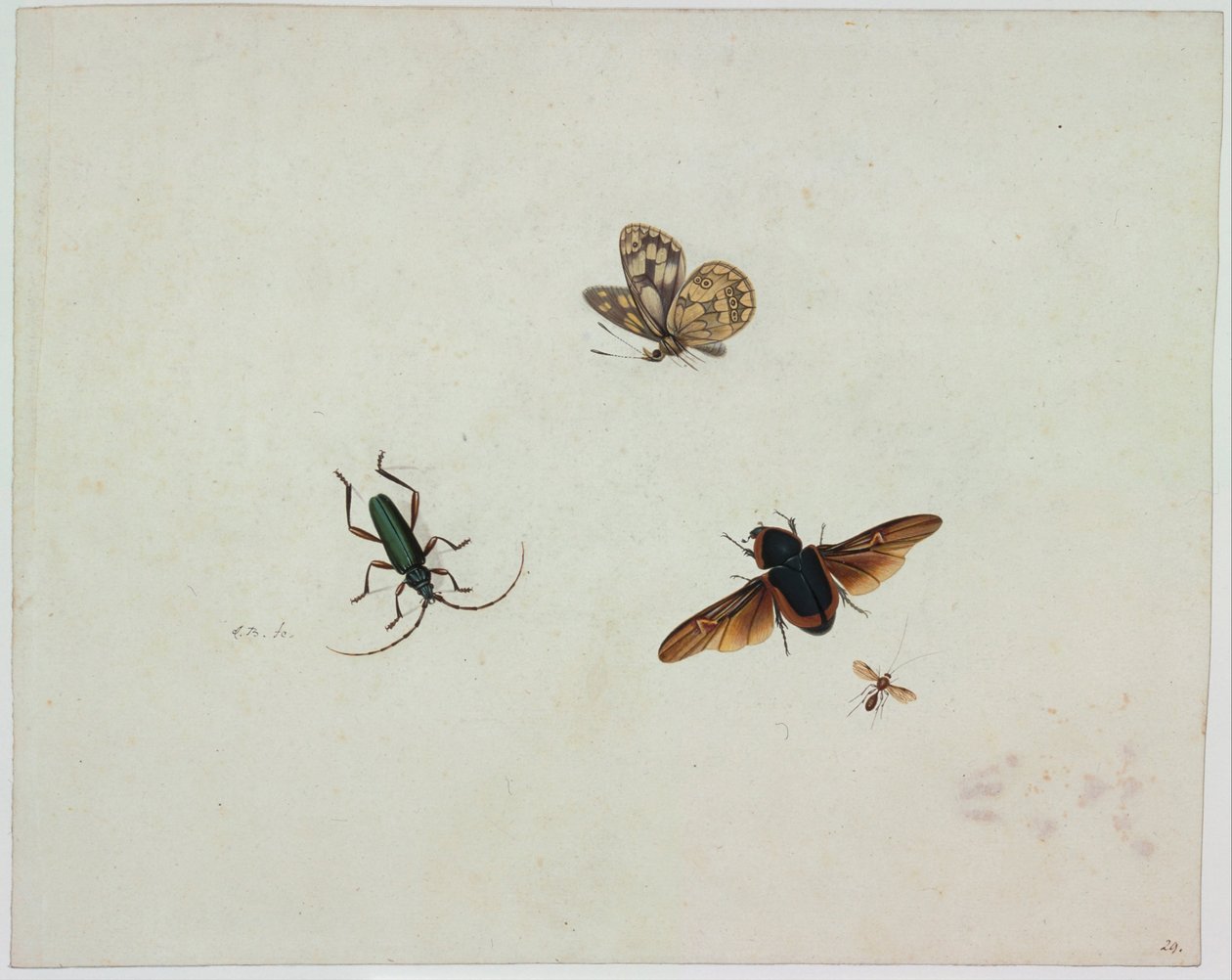 Vier insecten, eind 17e eeuw door Johannes Bronkhorst