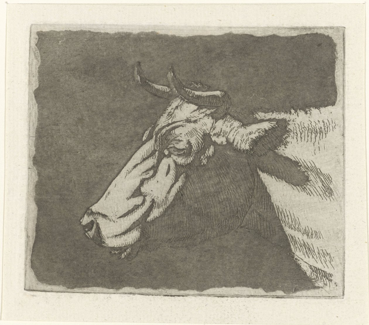 Koeienkop door Johannes Janson