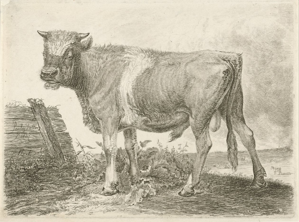 Stier door Johannes Mock