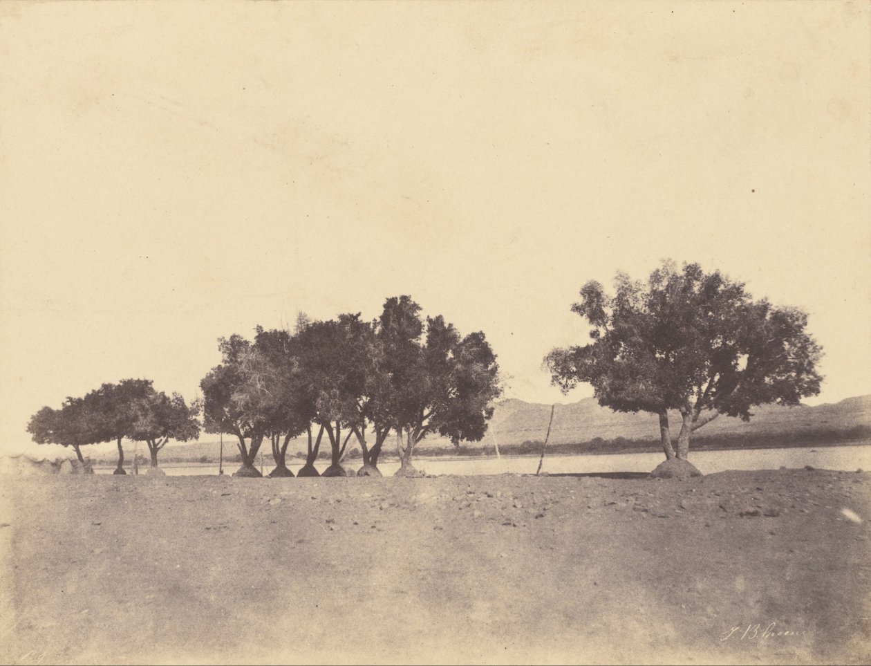 (Etudes de sycomores, Korosko) door John Beasly Greene