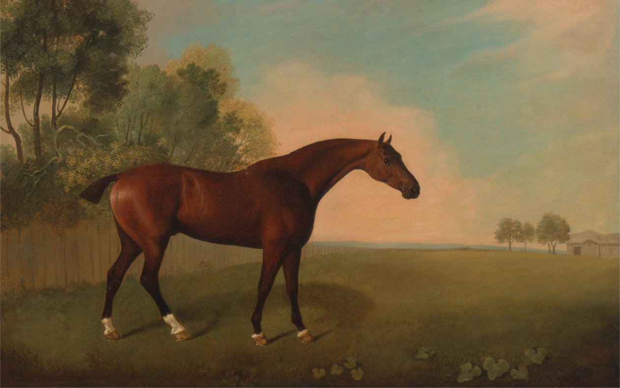 Een bruine hengst in een veld door John Boultbee