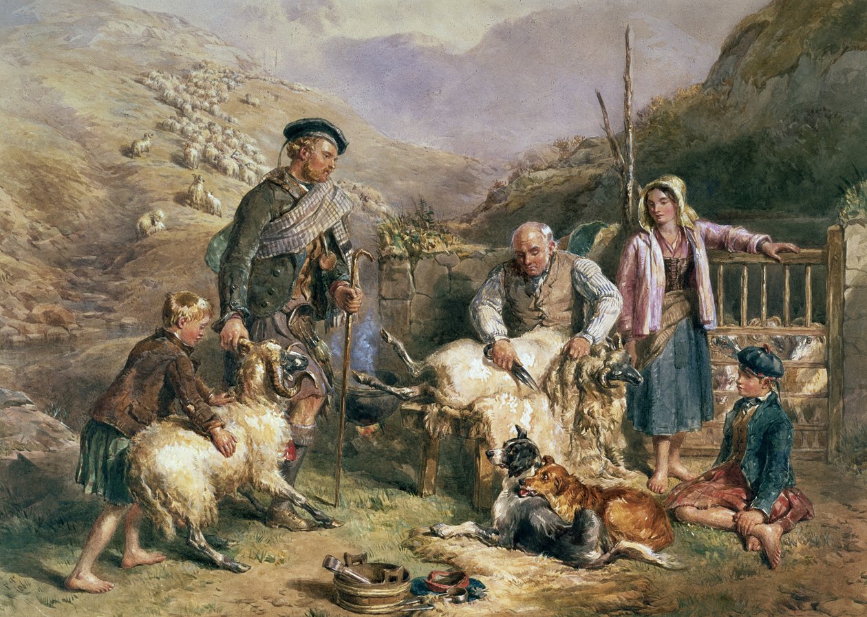 Schapenscheren door John Frederick Tayler