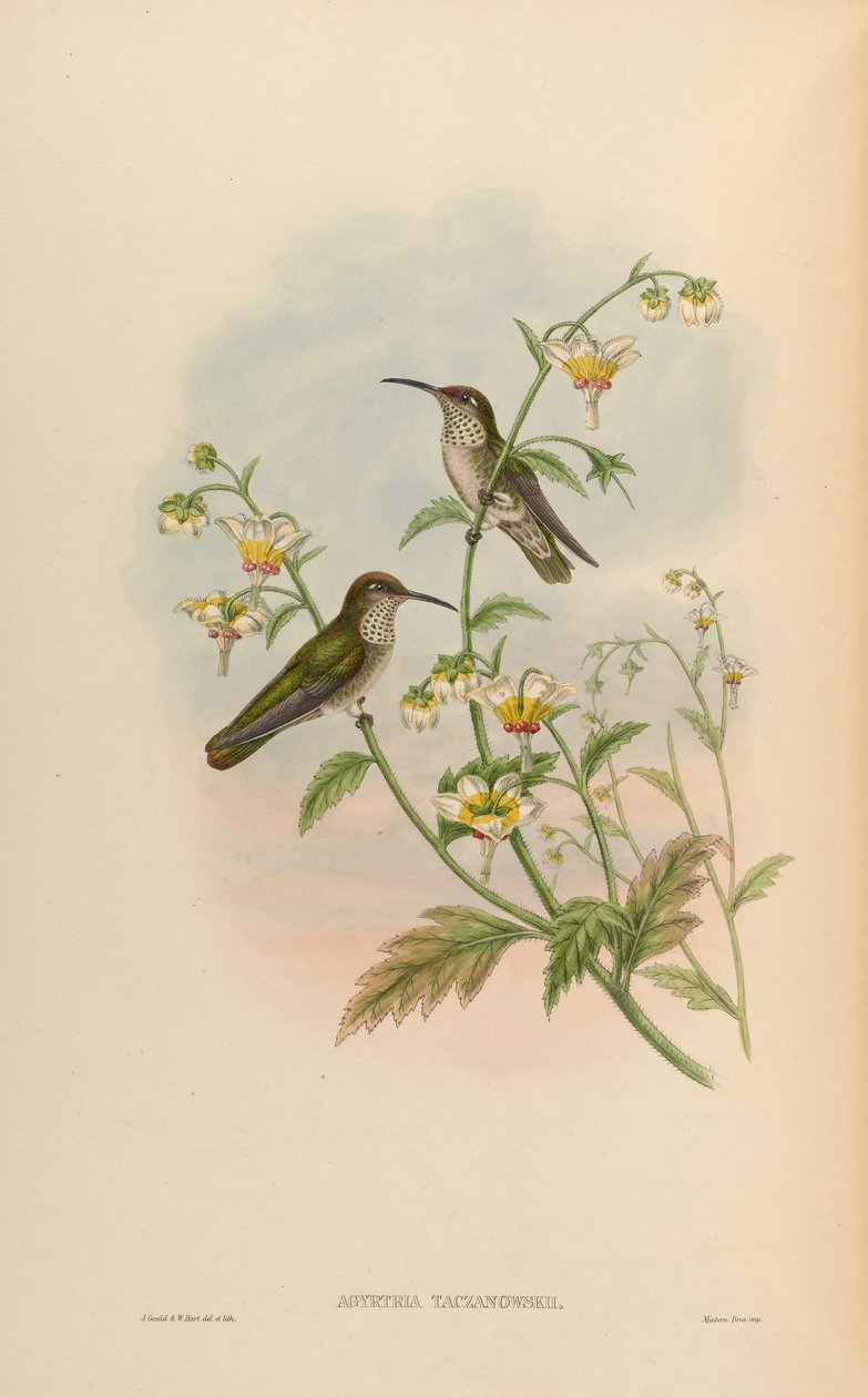 Agyrtria taczanowskii = Leucippus taczanowskii door John Gould