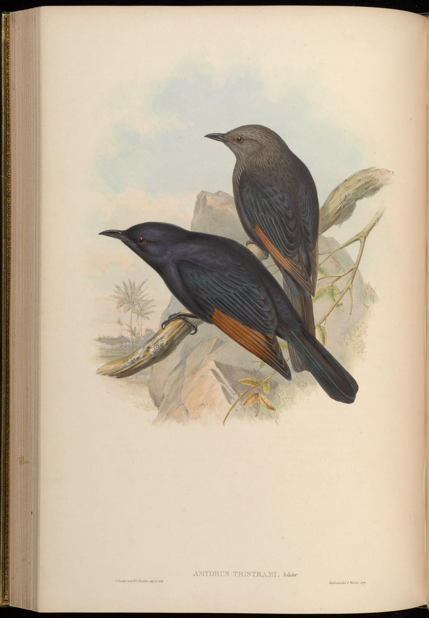 Amydrus tristamii = Onychognathus tristramii door John Gould