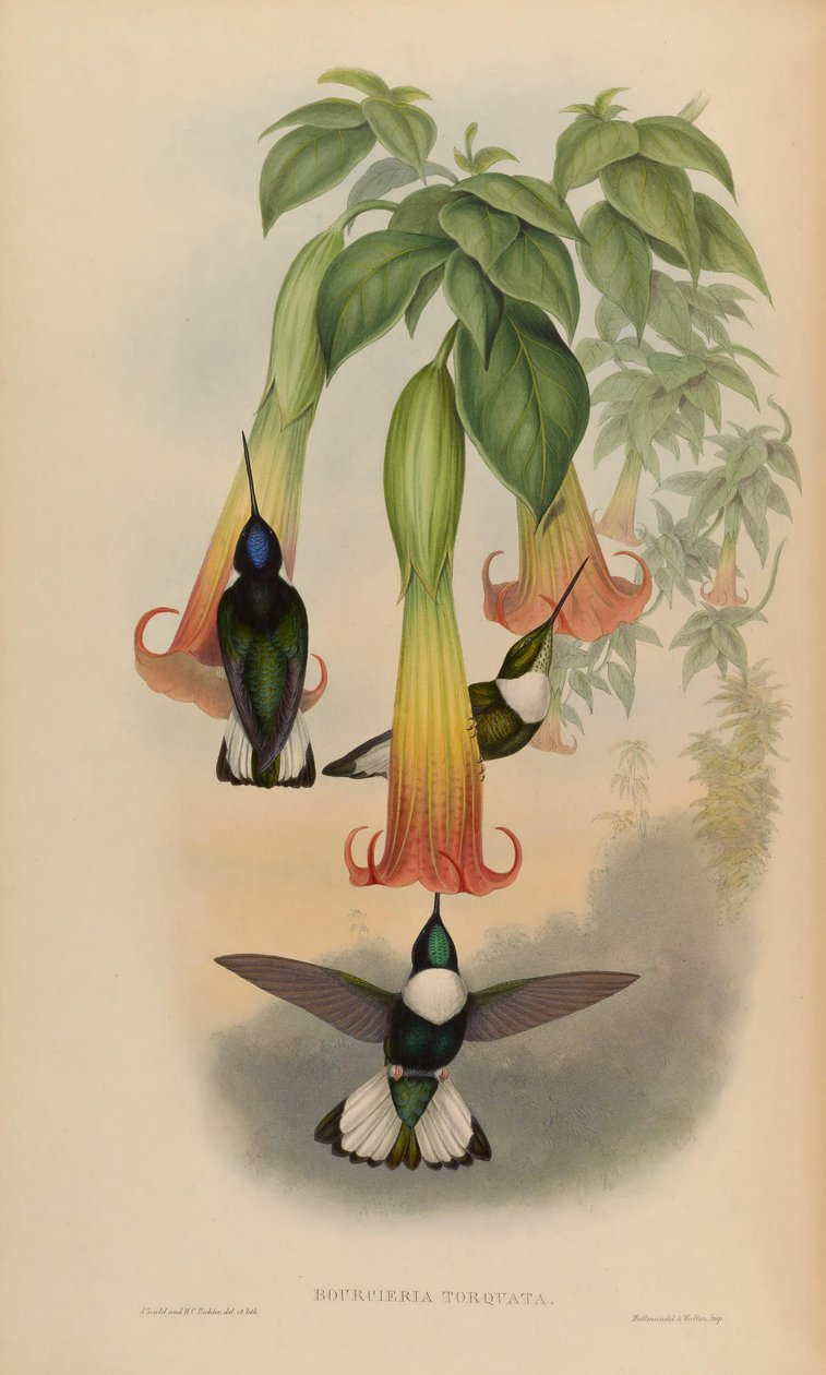 Bourciera torquata door John Gould