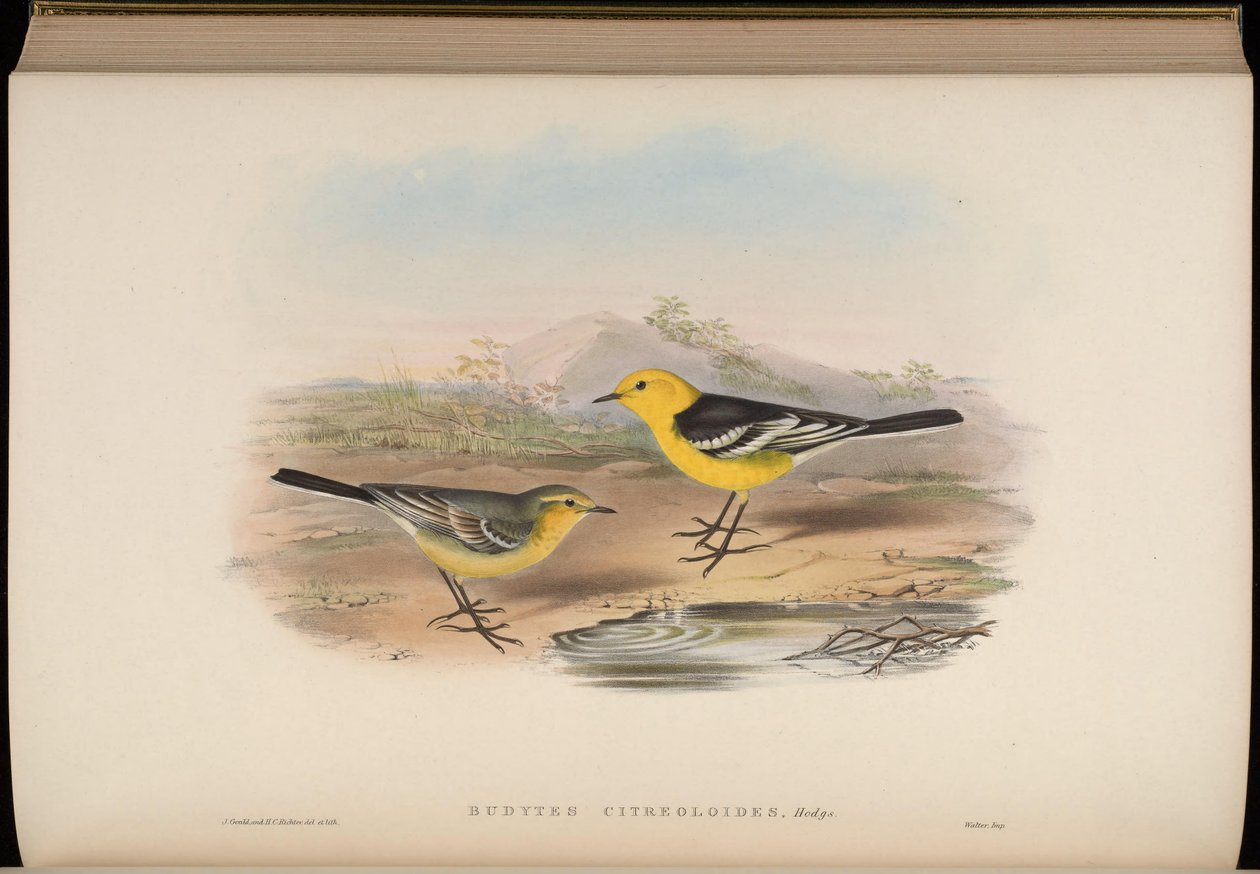 Budytes citreoloides = Motacilla citreolus citreoloides door John Gould