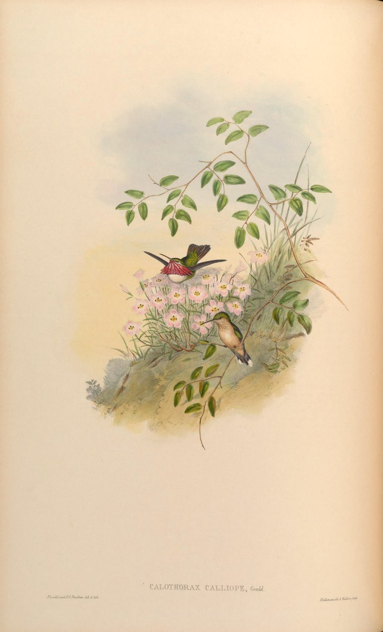 Calothorax calliope = Stellula calliope door John Gould
