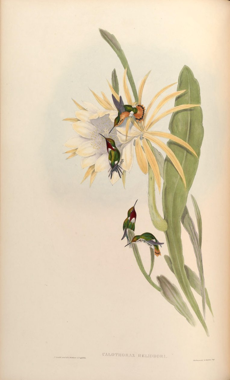 Calothorax heliodor = Chaetocercus heliodor door John Gould