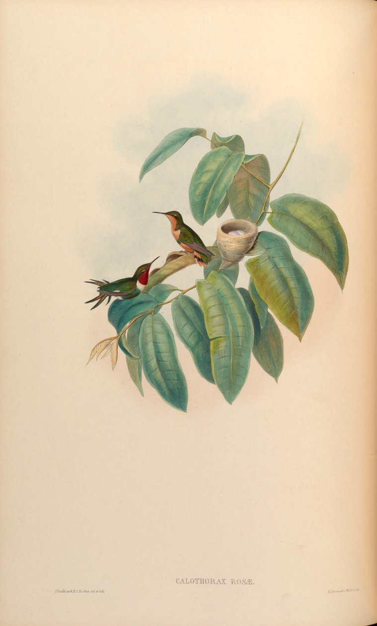 Calothorax rosae = Chaetocercus jourdanii rosae door John Gould