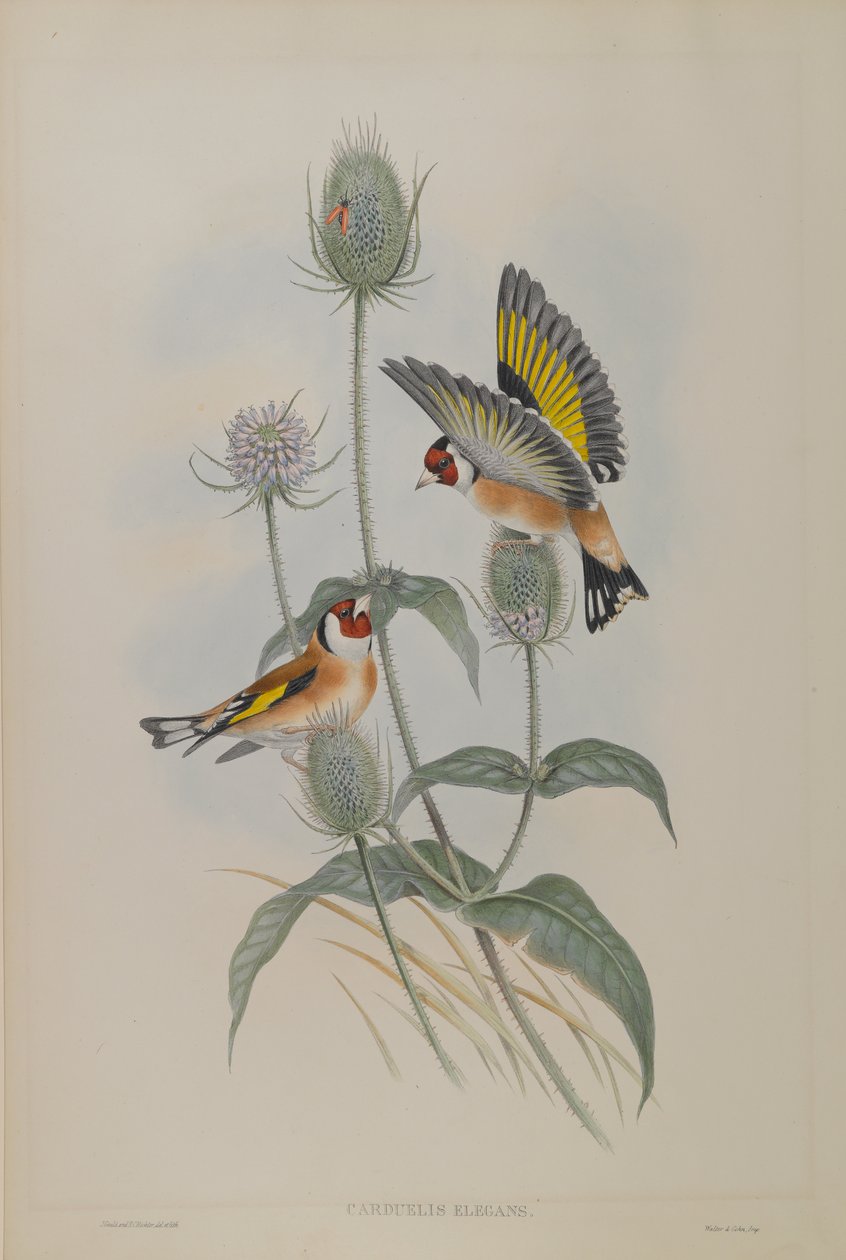 Carduelis Elegans - Putter door John Gould