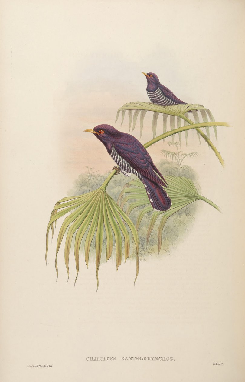Chalcites xanthorhynchus = Chrysococcyx xanthorhynchus door John Gould