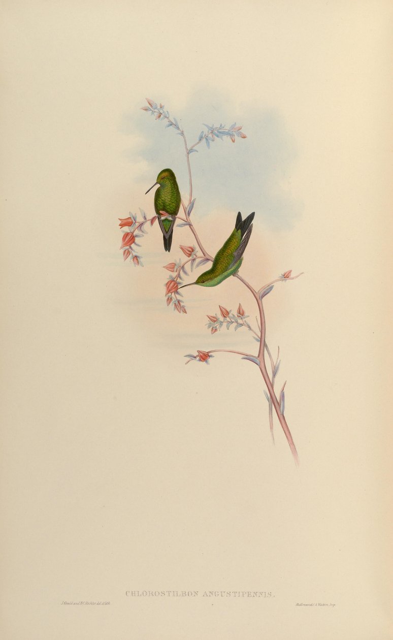 Chlorostilbon gibsoni door John Gould