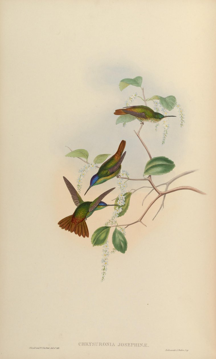 Chrysuronia oenone josephinae door John Gould