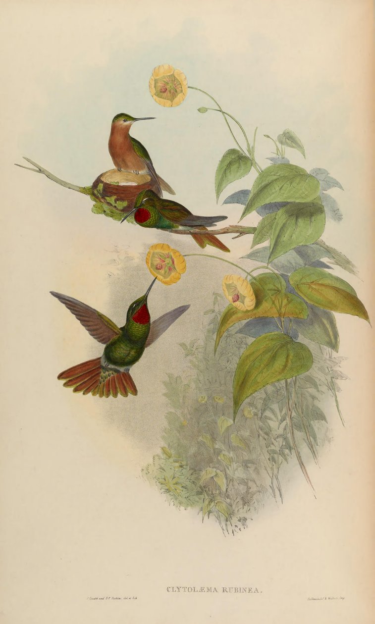 Clytolaema rubinea door John Gould