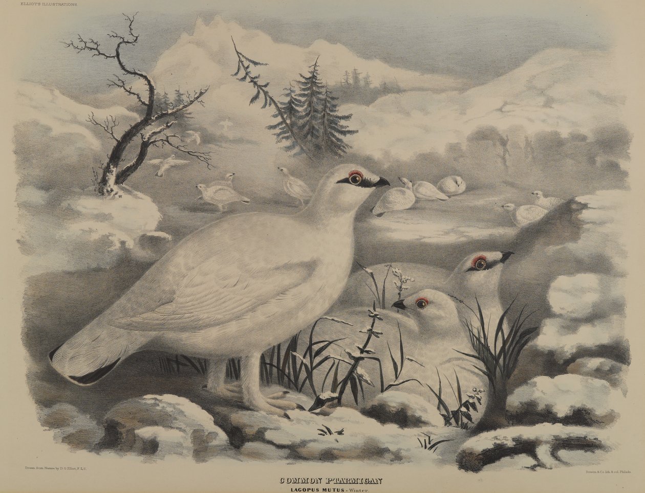 Gewone Sneeuwhoen door John Gould