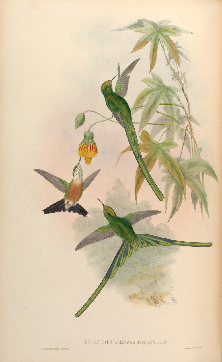 Cynanthus smaragdicaudus = Aglaiocercus kingi smaragdinus door John Gould