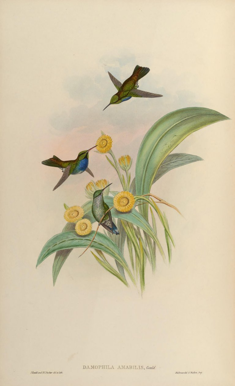 Amazilia amabilis door John Gould