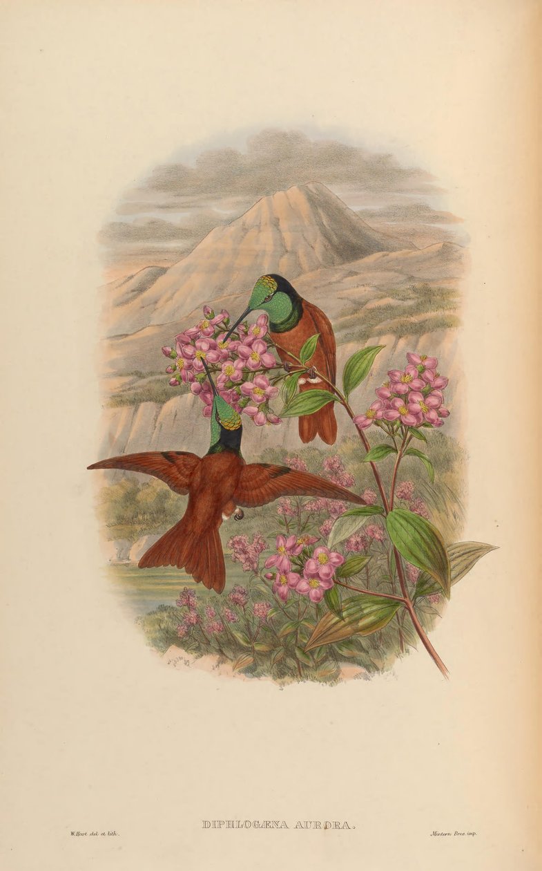 Diphlogaena aurora = Coeligena iris aurora door John Gould