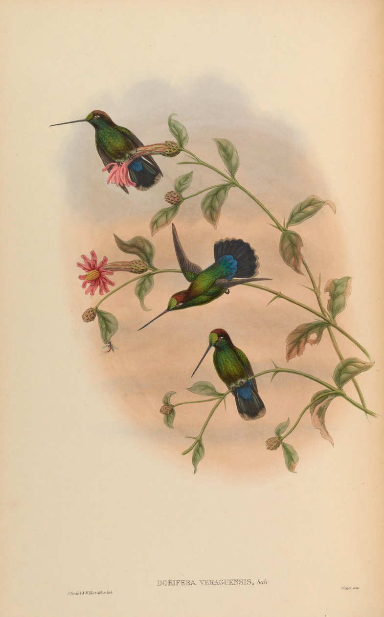 Dorifera veraguensis = Doryfera ludovicae veraguensis door John Gould