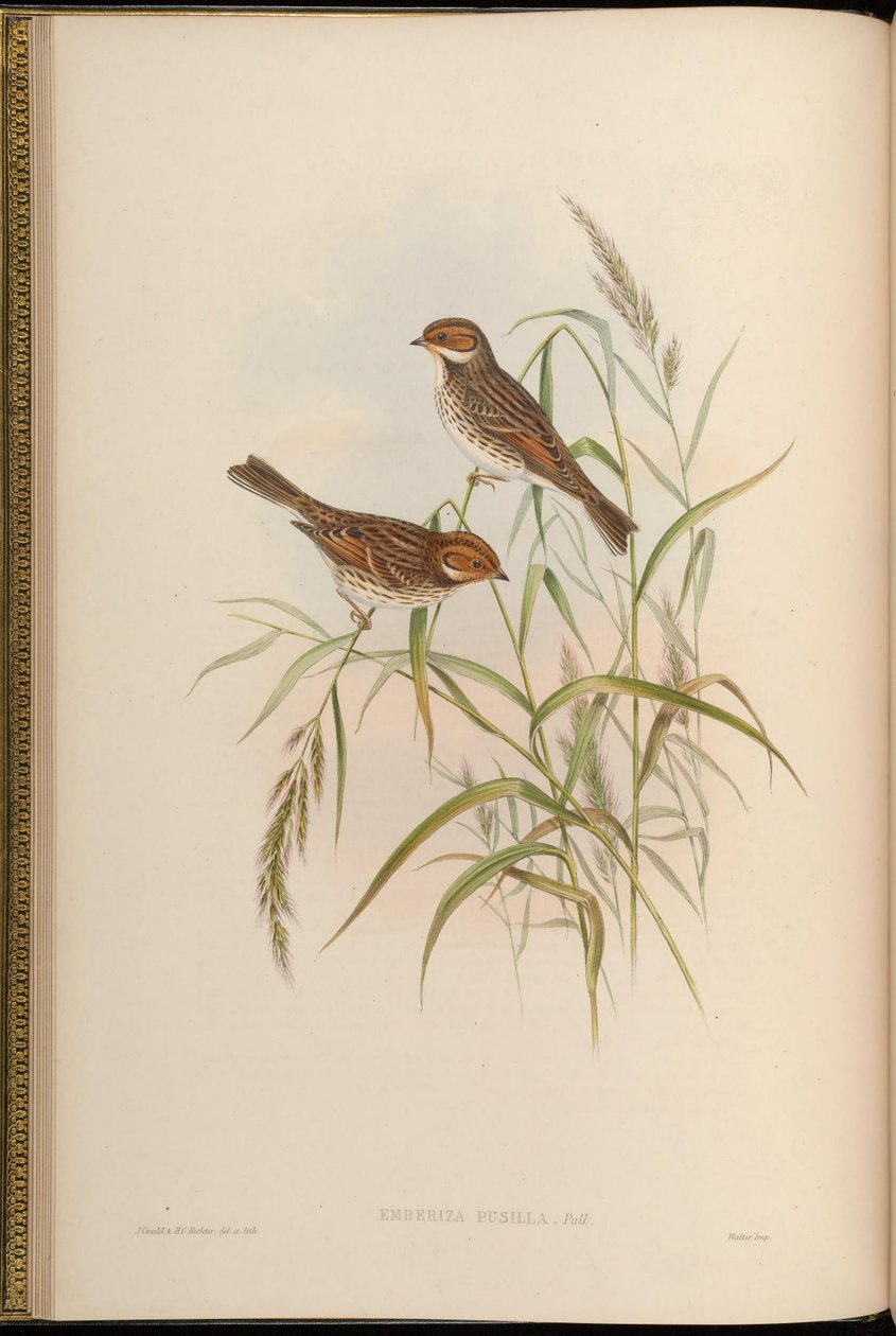 Emberiza pusilla door John Gould