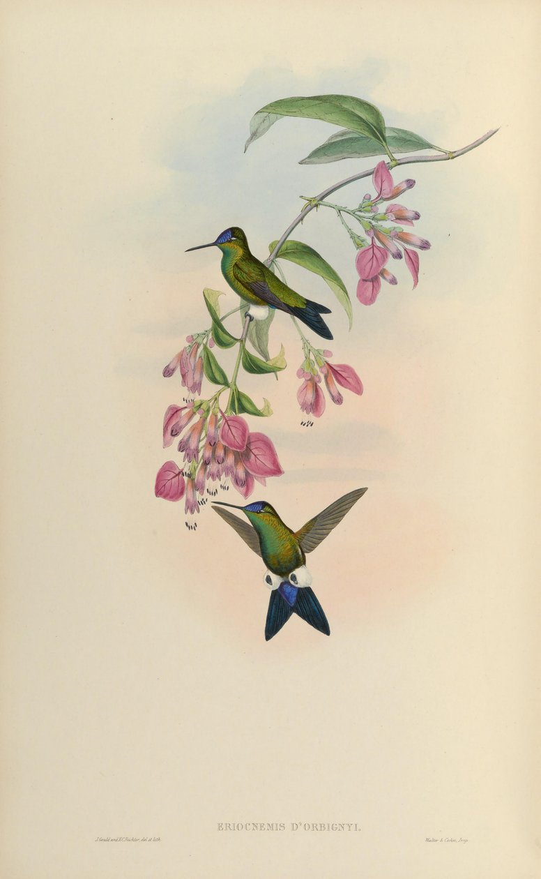 Eriocnemis dorbignyi door John Gould