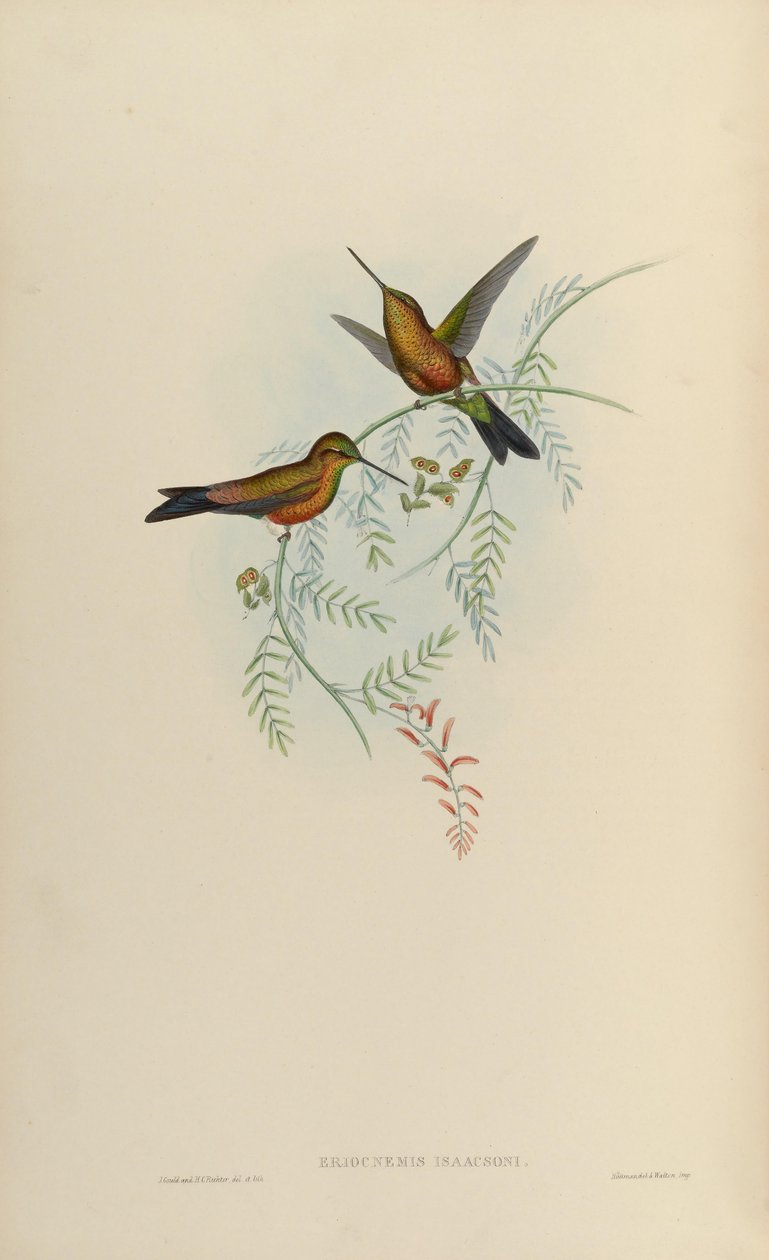 Eriocnemis isaacsoni door John Gould